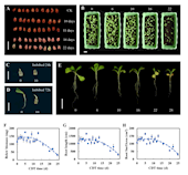 ​Frontiers in Plant Science|成都中医药大学裴瑾/闫婕团队揭示红花种子衰老过程关键节点及其生物学机制，为药用植物种子保存与更新标准的建立提供依据